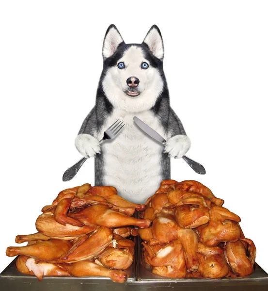 Dog Husky Knife Fork Eats Fried Chicken Legs Square Metal — Stock Photo, Image