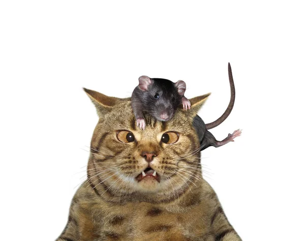 一只米色的猫看着头上的一只黑鼠 白色背景 被隔离了 — 图库照片