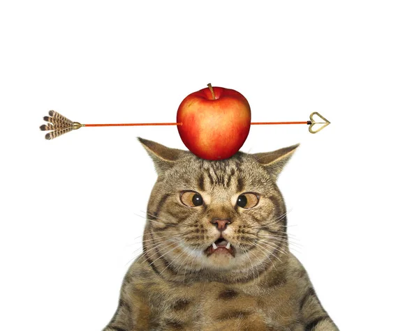 Gato Beige Mira Una Manzana Roja Perforada Por Una Flecha — Foto de Stock