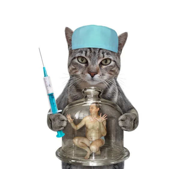 医療用の帽子の灰色の猫の医者は 注射器と内部の男性とガラスのフラスコを保持しています 白地だ — ストック写真