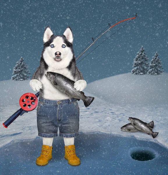 Pies Husky Rybak Wędką Wędkuje Zamarzniętym Jeziorze Zimowym Lesie — Zdjęcie stockowe