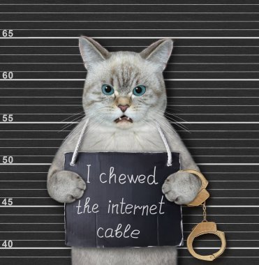 Bir kül kedisi tutuklandı. Boynunda internet kablosunu çiğnediğime dair bir tabela var. Polis sicil kaydı.