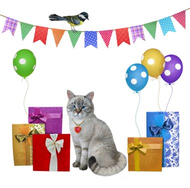 Renkli hediye kutuları ve balonların yanında papyonlu bir kedi. Beyaz arka plan. İzole edilmiş.