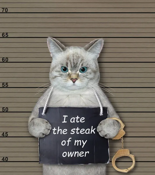 Criminal Ashen Cat Tiene Cartel Alrededor Cuello Que Dice Que — Foto de Stock