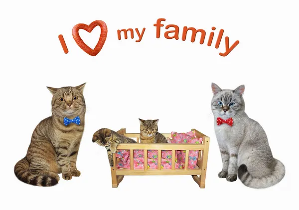 Couple Cats Bed Its Kittens Love Family White Background Isolated — Stock Photo, Image