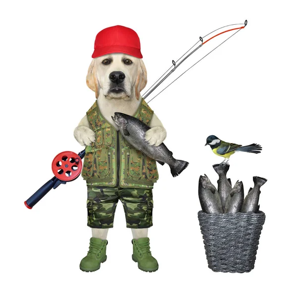 魚のバスケットの近くに釣竿付きの赤いキャップに犬のラブラドール漁師 白地だ — ストック写真