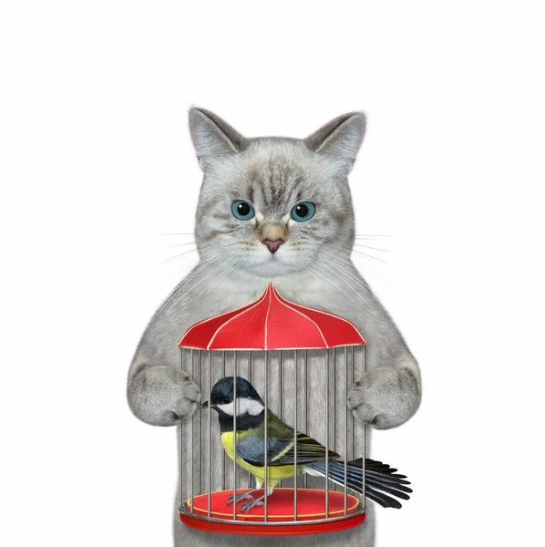 Ashen Cat Holds Red Bird Cage Tit White Background Isolated — ストック写真