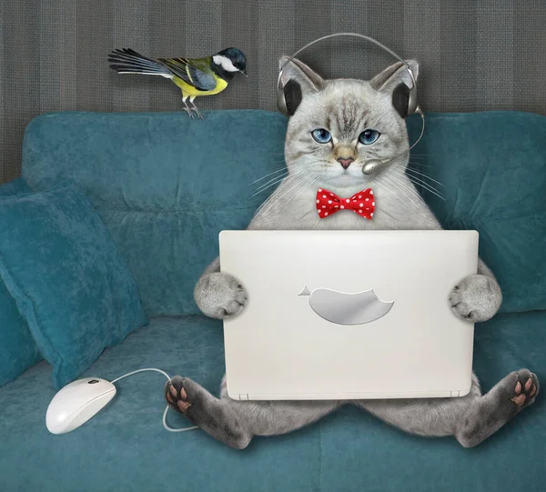 Ashen Cat Earphones Works Laptop Divan Home — Stock Photo, Image