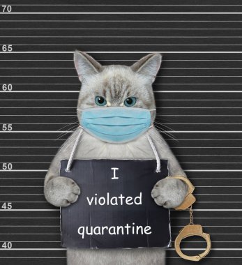 An ashen cat in a face mask has a sign around his neck that says I violated quarantine. Coronavirus. Lineup black background. clipart
