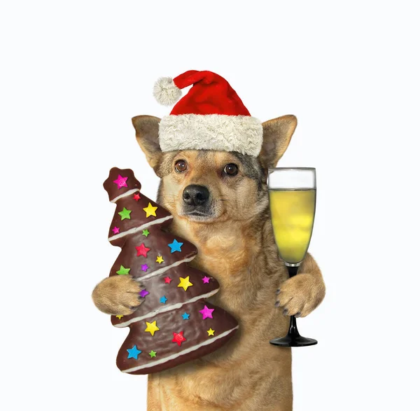 Beige Dog Holds Glass Wine Christmas Tree Shaped Chocolate Gingerbread — Stock Photo, Image