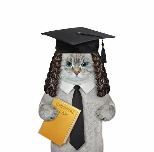 Juez Gatos Ashen Con Una Peluca Sombrero Negro Sostiene Libro — Foto de Stock