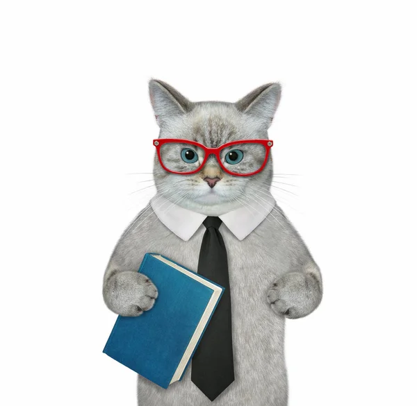 一只戴眼镜的灰猫拿着一本书 白色背景 被隔离了 — 图库照片