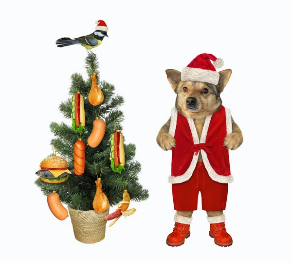 Perro Beige Sombrero Papá Noel Decora Árbol Navidad Con Deliciosa — Foto de Stock