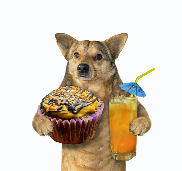 Ένα Μπεζ Σκυλί Κρατάει Ένα Πορτοκαλί Κεκάκι Και Ένα Ποτήρι — Φωτογραφία Αρχείου