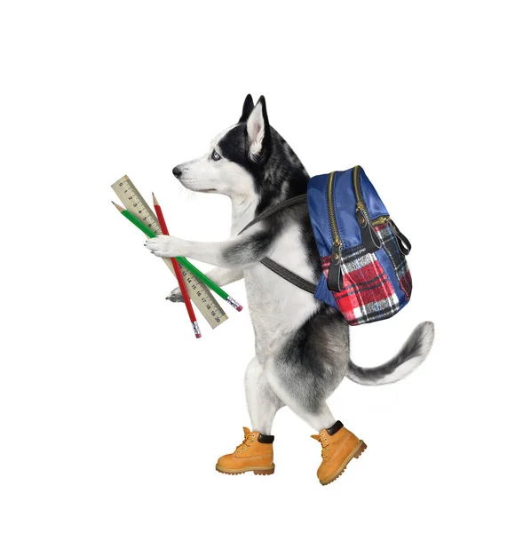 Pies Husky Plecakiem Idzie Szkoły Białe Tło Izolacja — Zdjęcie stockowe