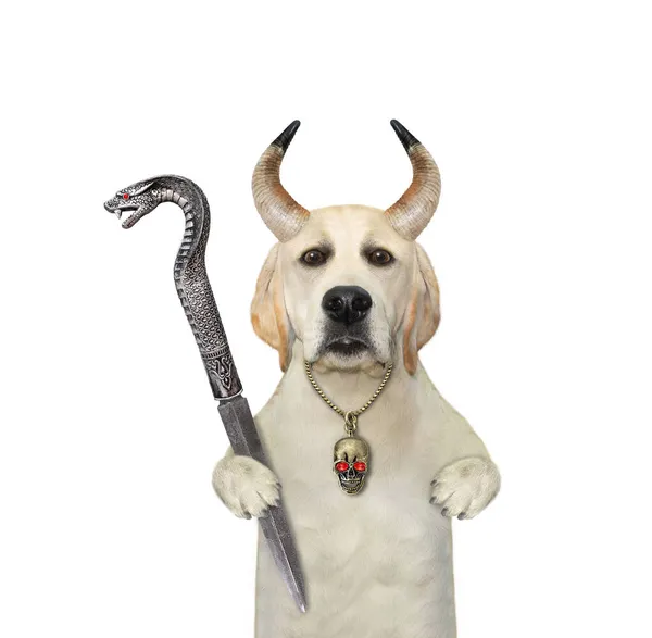 Hornhund Labrador Håller Kniv Med Ett Ormformat Handtag Vit Bakgrund — Stockfoto