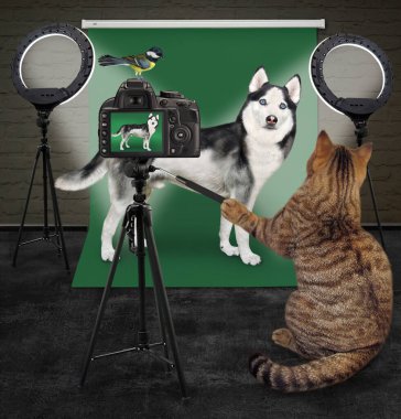 Bej renkli bir kedi fotoğrafçısı fotoğraf stüdyosunda bir köpek yavrusu fotoğrafı çekiyor..