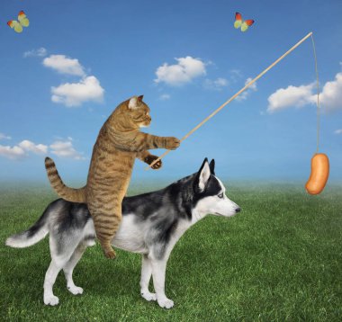 Sosisli bej bir kedi çayırda köpeğe biner..