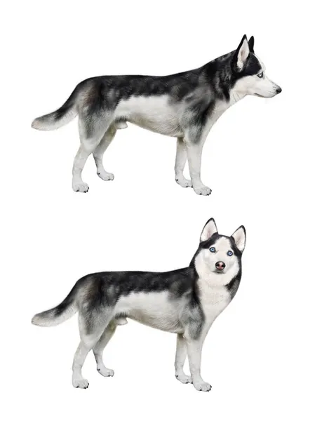 Two Dogs Husky Side View White Background Isolated — Stock Photo, Image