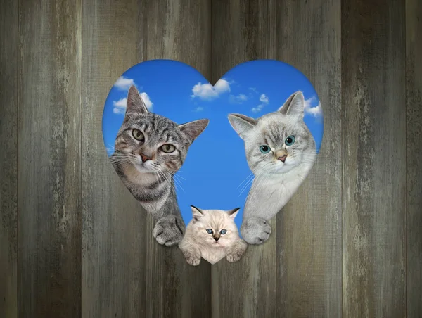 A family of cats is looking through a heart shaped hole in a wooden fence.