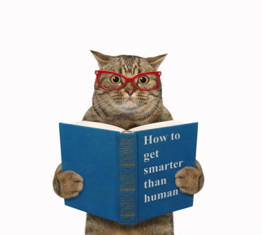 Gözlüklü bej bir kedi 