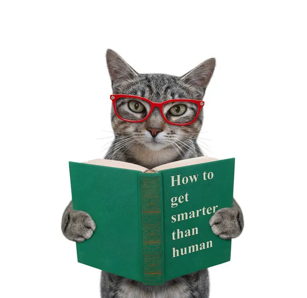 Gato Cinzento Nos Óculos Livro Verde Chamado Como Ficar Mais — Fotografia de Stock