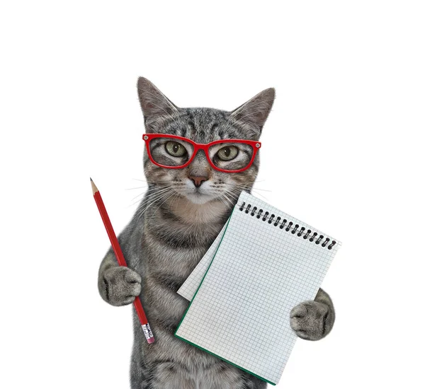 Gato Grisalho Óculos Tem Caderno Branco Lápis Fundo Branco Isolados — Fotografia de Stock