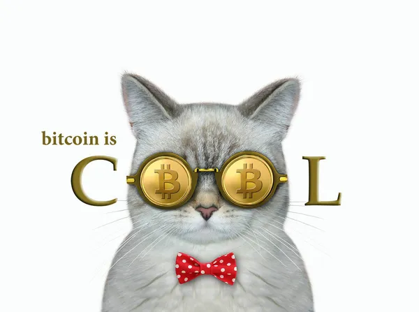 Popelavá Kočka Motýlku Nosí Chladné Bitcoinové Brýle Bílé Pozadí Izolované — Stock fotografie