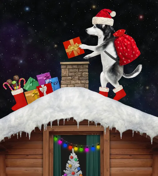 Pies Husky Święty Mikołaj Prezentami Świątecznymi Jest Dachu Pobliżu Komina — Zdjęcie stockowe
