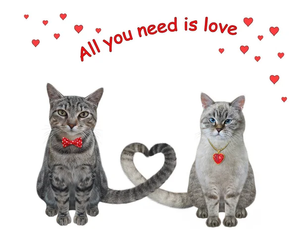 Zwei Verliebte Katzen Haben Ihre Schwänze Herzform Verdreht Weißer Hintergrund — Stockfoto