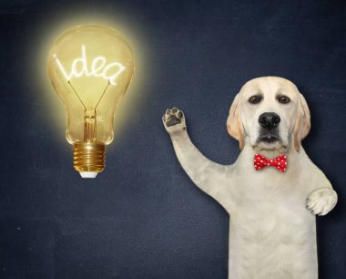 Papyonlu bir köpek labrador büyük bir ampulün yanında. Siyah arkaplan.