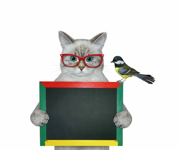 Gato Ashen Com Óculos Tem Quadro Negro Branco Fundo Branco — Fotografia de Stock