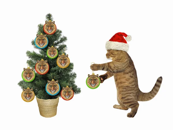 Μια Μπεζ Γάτα Καπέλο Βασίλη Στολίζει Χριστουγεννιάτικο Δέντρο Μπάλες Τίγρης — Φωτογραφία Αρχείου