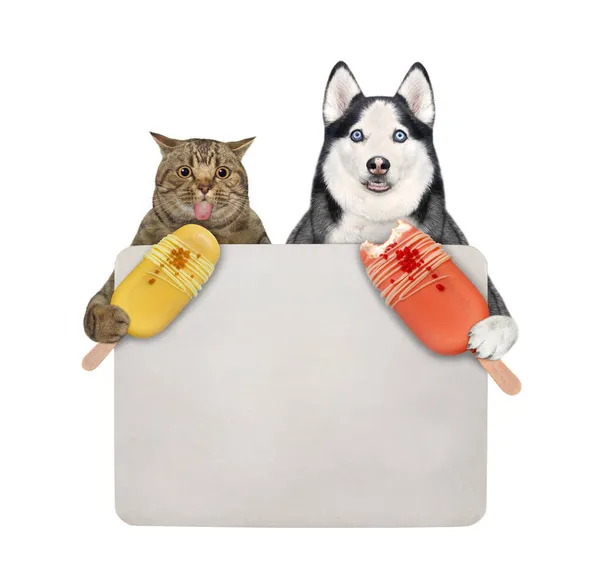 Beżowy Kot Pies Husky Jedzą Lody Przy Pustym Znaku Białe — Zdjęcie stockowe