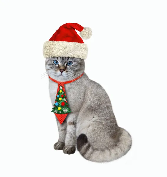 Popelavá Kočka Sváteční Kravatě Sedí Vánoce Bílé Pozadí Izolované — Stock fotografie