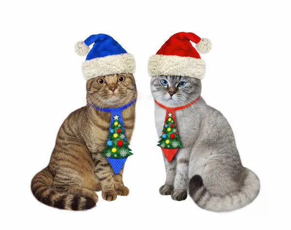 Dvě Kočky Vánočními Kravatami Sedí Vánoce Bílé Pozadí Izolované — Stock fotografie