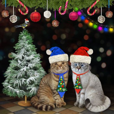 Tatil kravatlı iki kedi evdeki Noel ağacının yanında oturuyor..