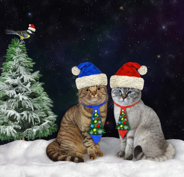 Zwei Katzen Feiertagsbindung Sitzen Weihnachten Nachts Winterwald — Stockfoto