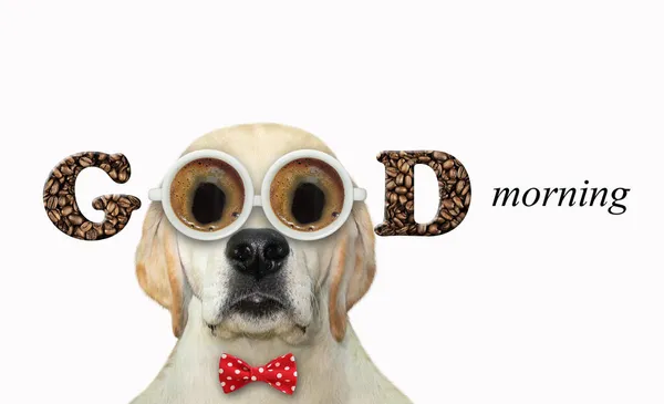 Dog Labrador Bow Tie Wears Cup Coffee Shaped Glasses Good — Stock Photo, Image
