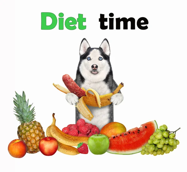 Een Hond Husky Vegetariër Eet Fruit Dieettijd Witte Achtergrond Geïsoleerd — Stockfoto