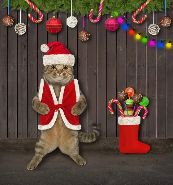 Eine Beige Katze Mit Nikolausmütze Schmückt Seinen Holzzaun Weihnachten — Stockfoto