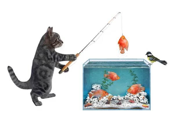Eine Graue Katze Fischt Aus Einem Quadratischen Aquarium Fing Einen — Stockfoto