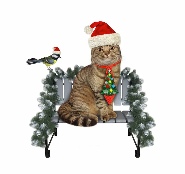 Μια Μπεζ Γάτα Γραβάτα Κάθεται Ένα Παγκάκι Για Χριστούγεννα — Φωτογραφία Αρχείου