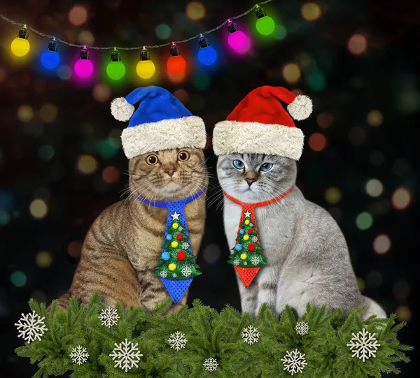 Deux Chats Cravates Vacances Sont Assis Près Sapin Noël Maison — Photo