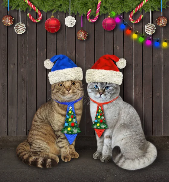 Zwei Katzen Weihnachtskrawatte Sitzen Der Nähe Eines Holzzaunes — Stockfoto