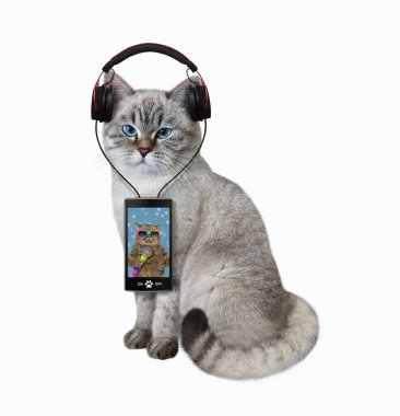 Kulaklıklı bir beyaz kedi akıllı telefondan müzik dinliyor. Beyaz arka plan. İzole edilmiş.