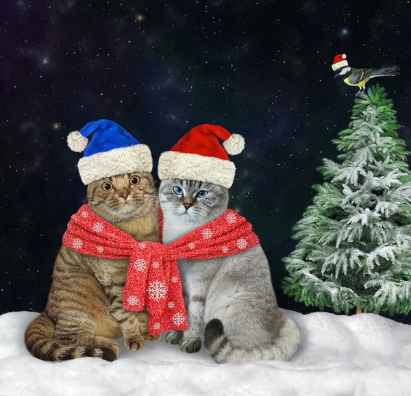 Zwei Verliebte Katzen Nikolausmützen Werden Weihnachten Mit Einem Roten Strickschal — Stockfoto
