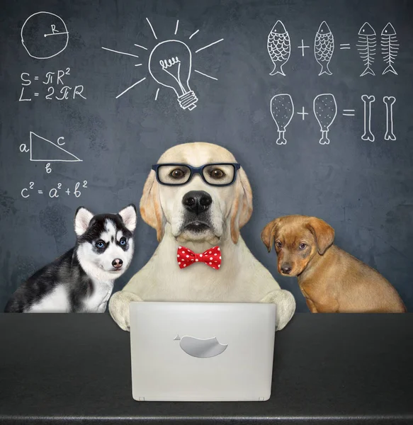 Egy Kutya Labrador Szemüvegben Kölykeivel Egy Laptop Mellett Osztályteremben — Stock Fotó