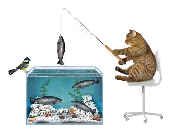 Gato Beige Está Pescando Desde Acuario Cuadrado Cogió Una Trucha — Foto de Stock