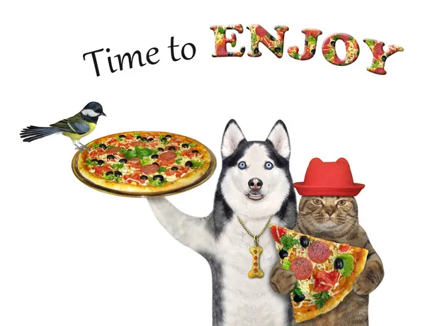 Cão Husky Gato Bege Com Chapéu Vermelho Com Pizza Fundo — Fotografia de Stock